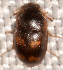 Litargus tetraspilotus