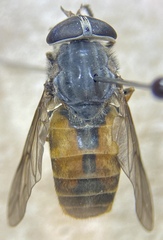 Hybomitra epistates
