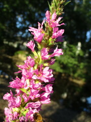Lythrum salicaria