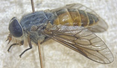 Hybomitra epistates