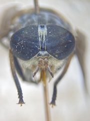 Hybomitra epistates