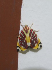 Sinna calospila