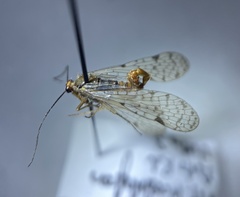 Panorpa nebulosa