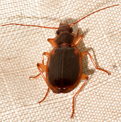 Cymindis limbata