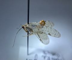 Panorpa nebulosa