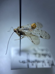 Panorpa nebulosa