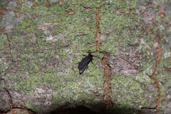 Lucidina kotbandia