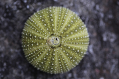 Psammechinus miliaris