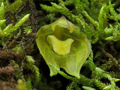 Masdevallia platyglossa