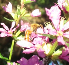 Apis mellifera