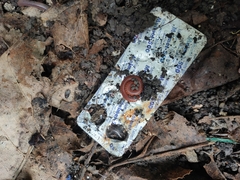 Trigoniulus corallinus