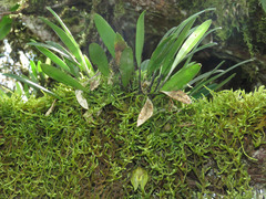 Masdevallia platyglossa