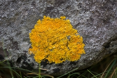 Xanthoria aureola