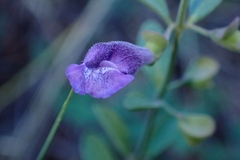 Scutellaria antirrhinoides