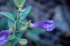 Scutellaria antirrhinoides