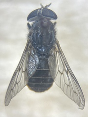 Hybomitra illota