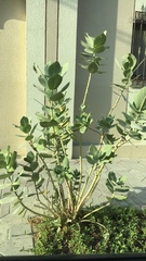 Calotropis procera