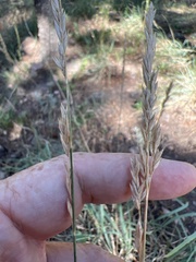 Festuca kingii