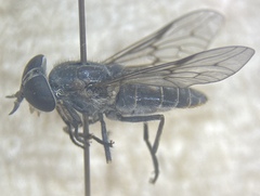 Hybomitra illota