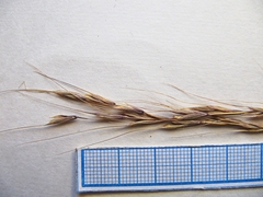 Elymus pendulinus