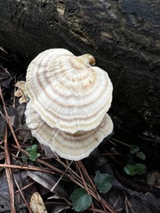 Microporellus obovatus