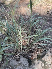 Festuca kingii