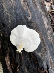 Microporellus obovatus