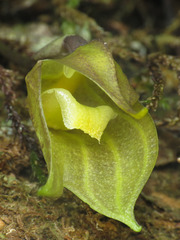 Masdevallia