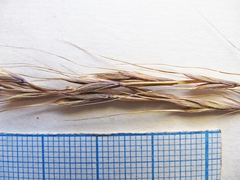 Elymus pendulinus