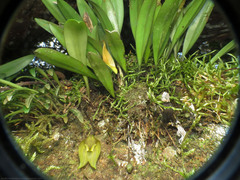 Masdevallia
