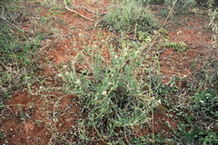 Asystasia atriplicifolia image