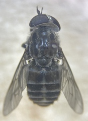 Tabanus nigripes