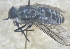 Tabanus nigripes