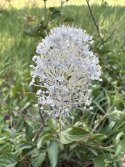 Ceanothus velutinus