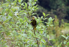 Psarocolius atrovirens