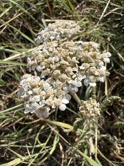 Achillea millefolium borealis