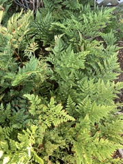 Rumohra adiantiformis