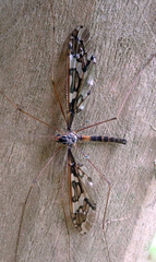 Leptotarsus binotatus