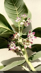 Calotropis procera