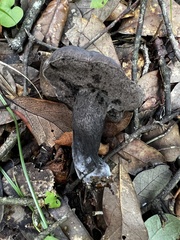Tylopilus griseocarneus