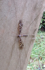 Leptotarsus binotatus