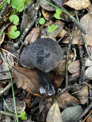 Tylopilus griseocarneus