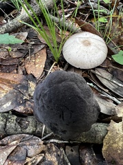 Tylopilus griseocarneus