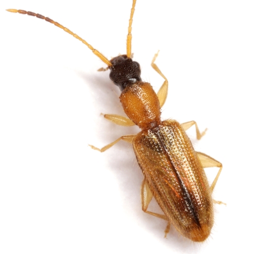 Telephanus