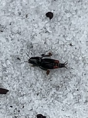 Neotridactylus archboldi
