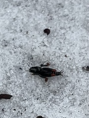 Neotridactylus archboldi