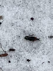 Neotridactylus archboldi