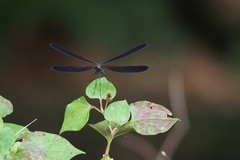 Atrocalopteryx atrata
