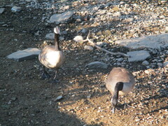 Branta canadensis