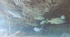 Haemulon flavolineatum